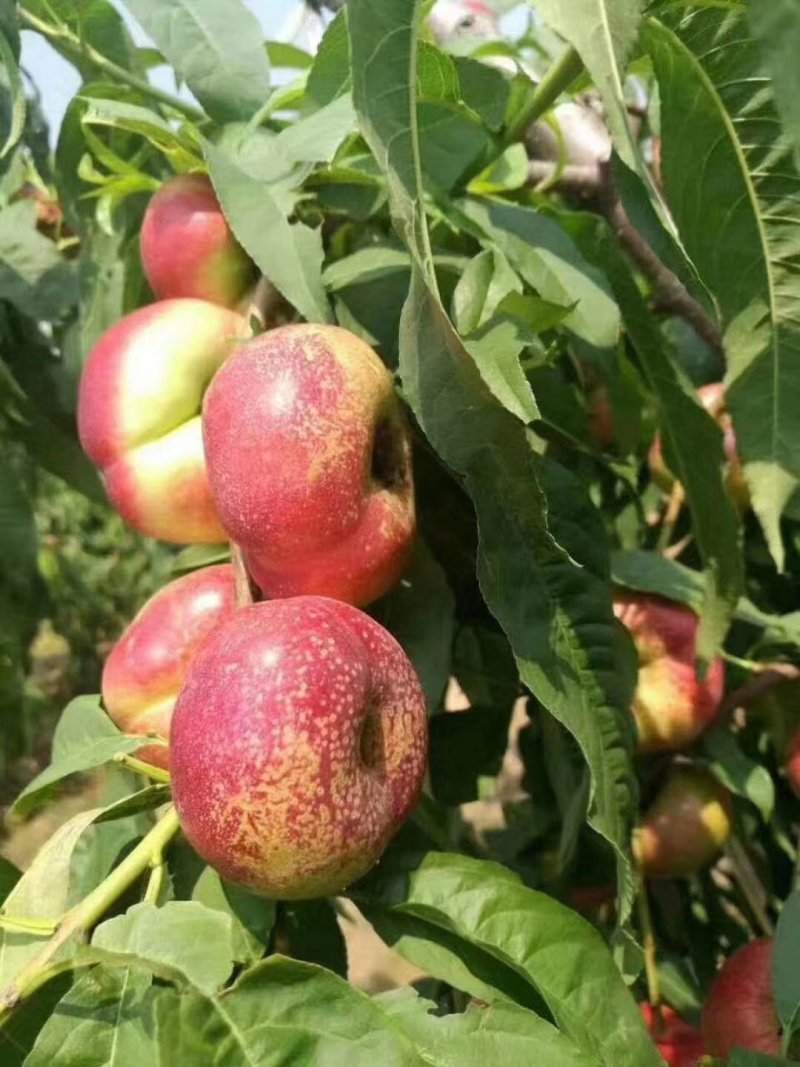 油蟠桃