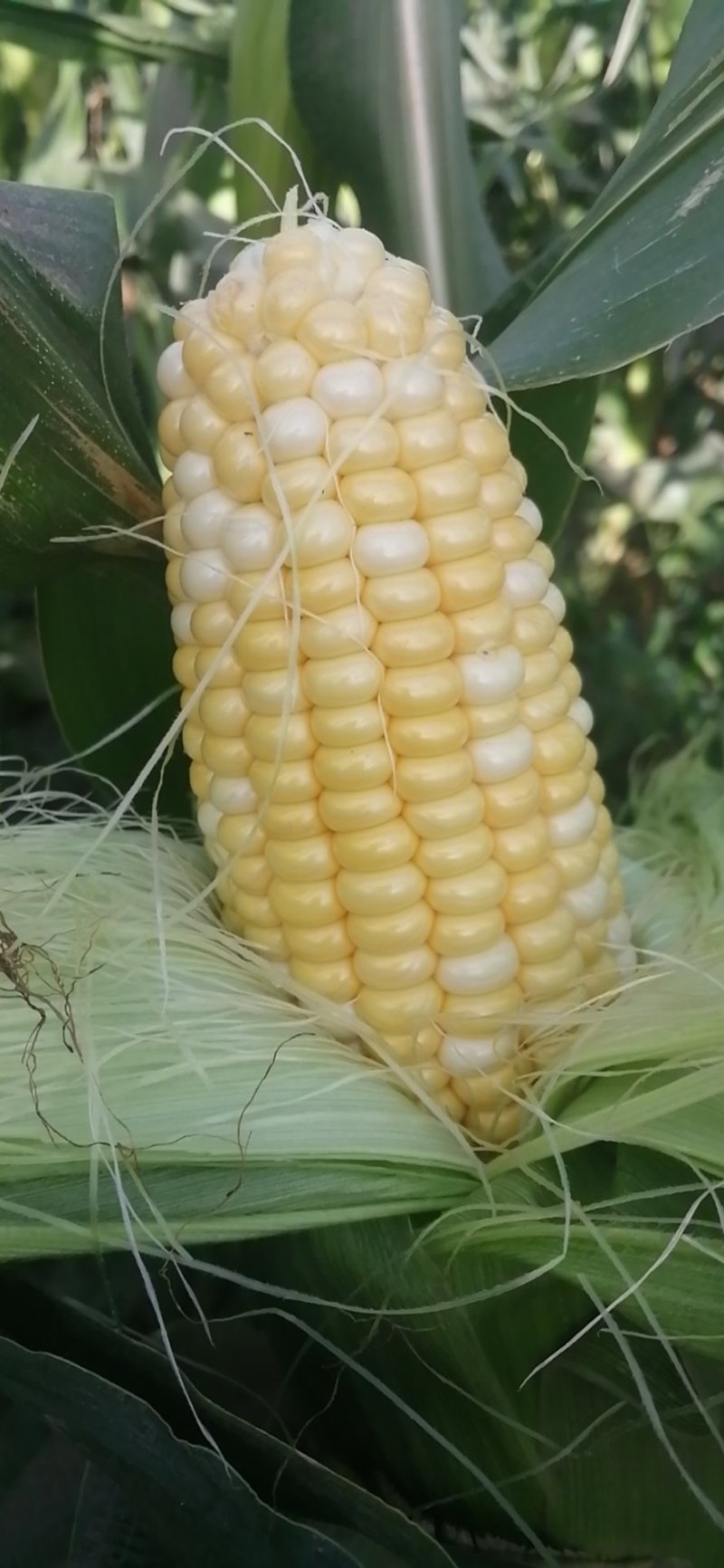 水果玉米双色量大交通便利