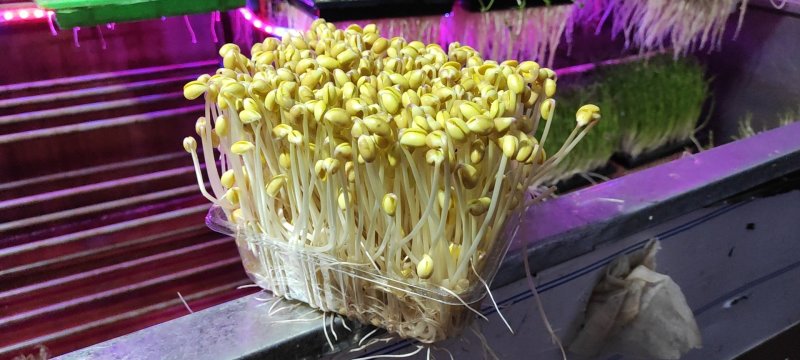 无添加黄豆芽，无公害豆芽，有根豆芽