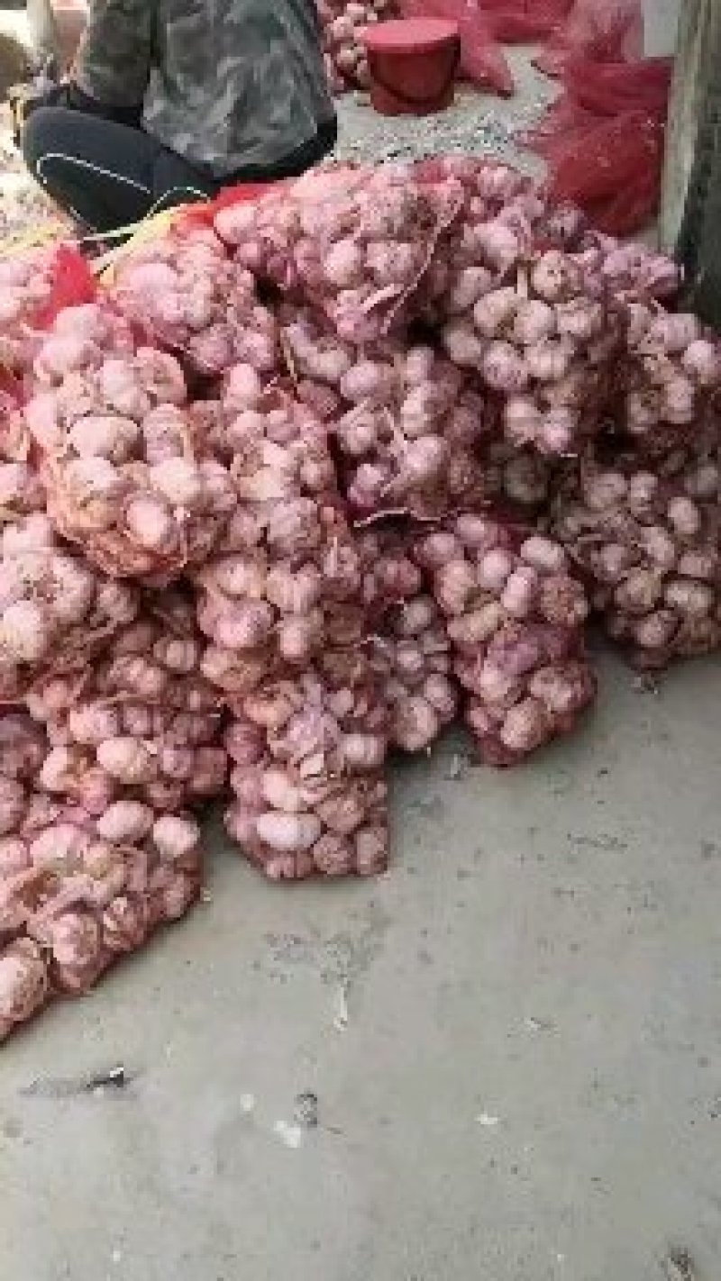 中牟紫皮大蒜产地直供，诚邀合作
