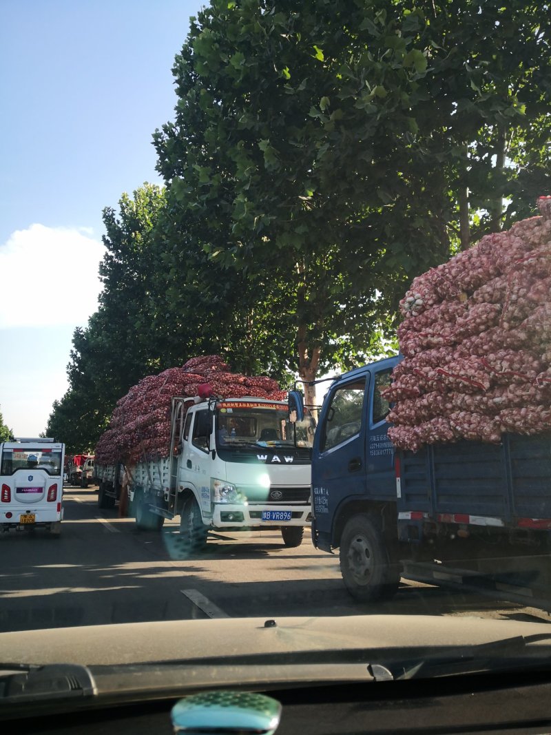 中牟紫皮大蒜产地直供，诚邀合作