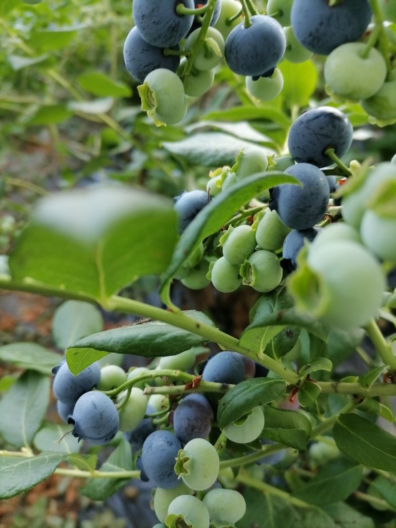 鸿发蓝莓