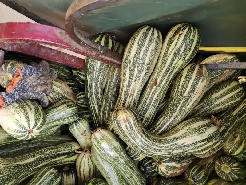 长条南瓜批发商采购商超专供