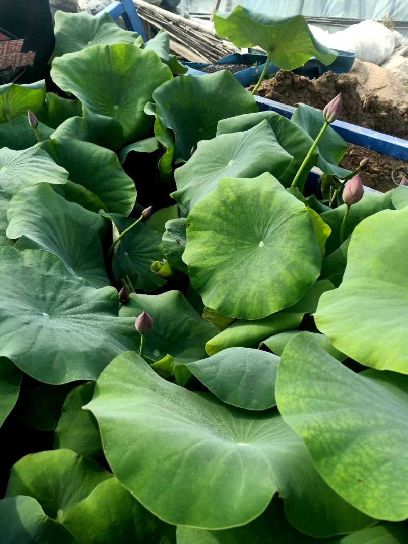 各种水生植物荷花等价格优惠技术指导期待合作