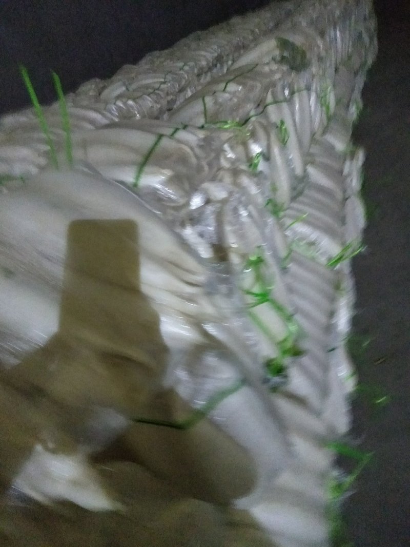 白萝卜大量供应欢迎光临