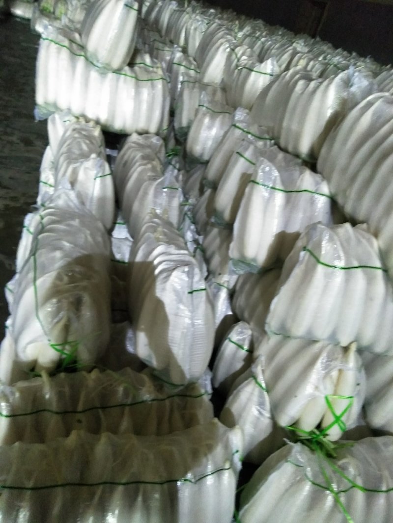 白萝卜大量供应欢迎光临