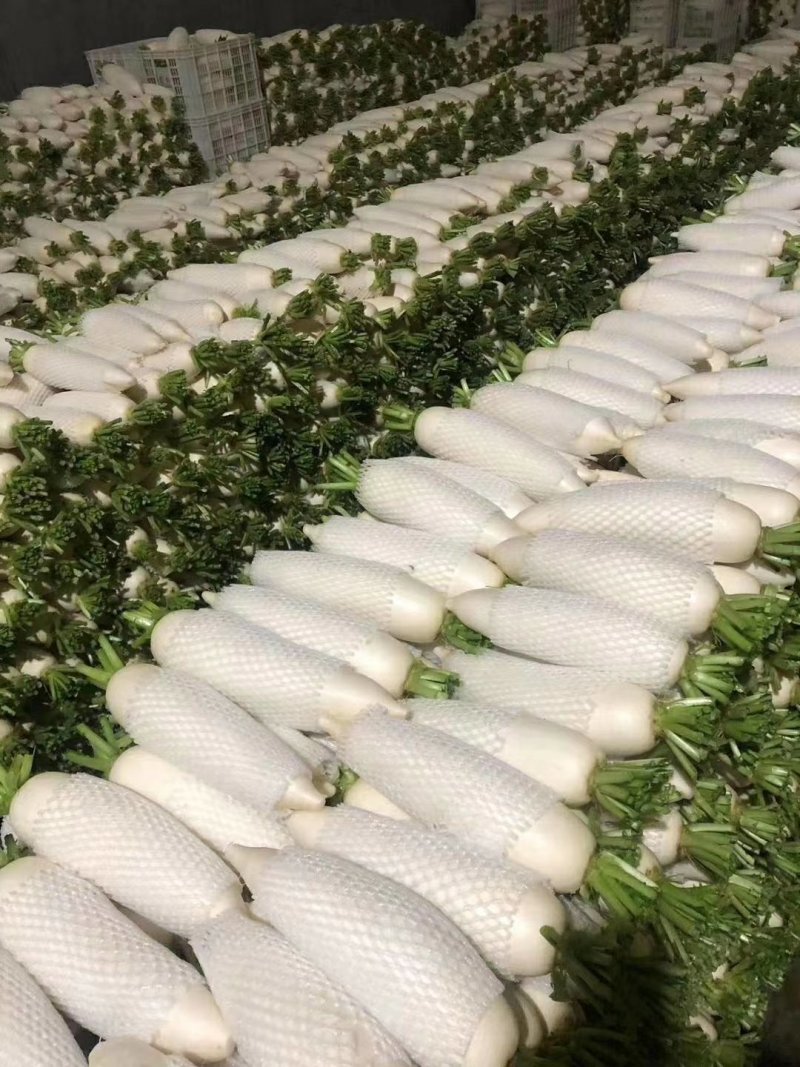 白萝卜大量供应欢迎光临