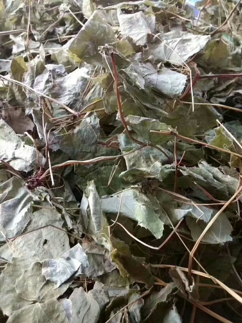 __淫羊藿__（精品货）纯野生货质量保证