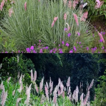 牧草种子正宗优质糖蜜草种子家禽饲料防沙固土草观赏草籽