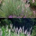 牧草种子正宗优质糖蜜草种子家禽饲料防沙固土草观赏草籽