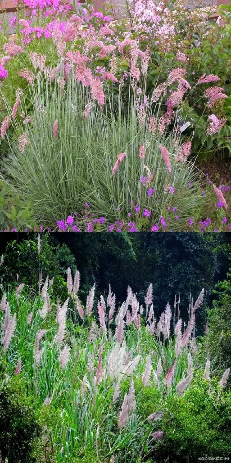 牧草种子正宗优质糖蜜草种子家禽饲料防沙固土草观赏草籽