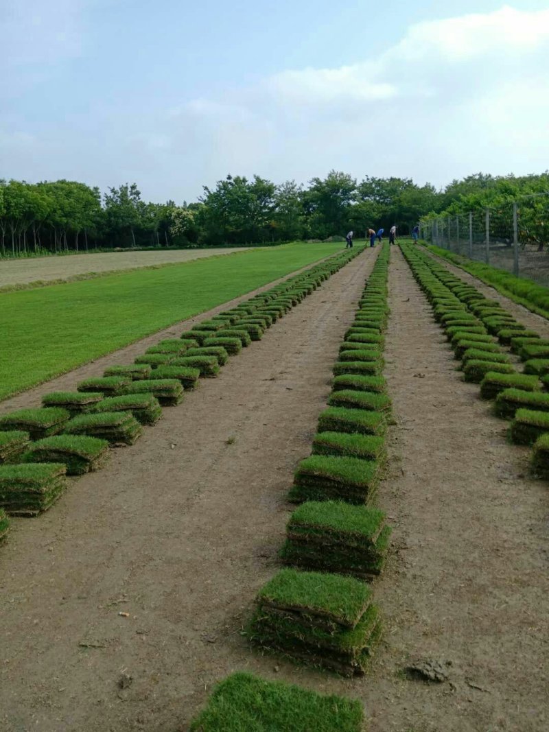 百慕大草块/草卷基地直销一手货源，常年供应量大