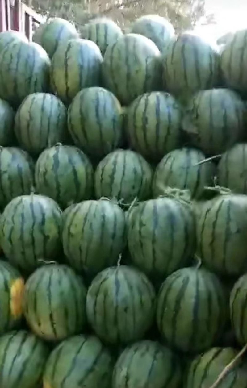 吉林京欣薄皮大红瓤，瓜漏，二茬大量上市，价格合理