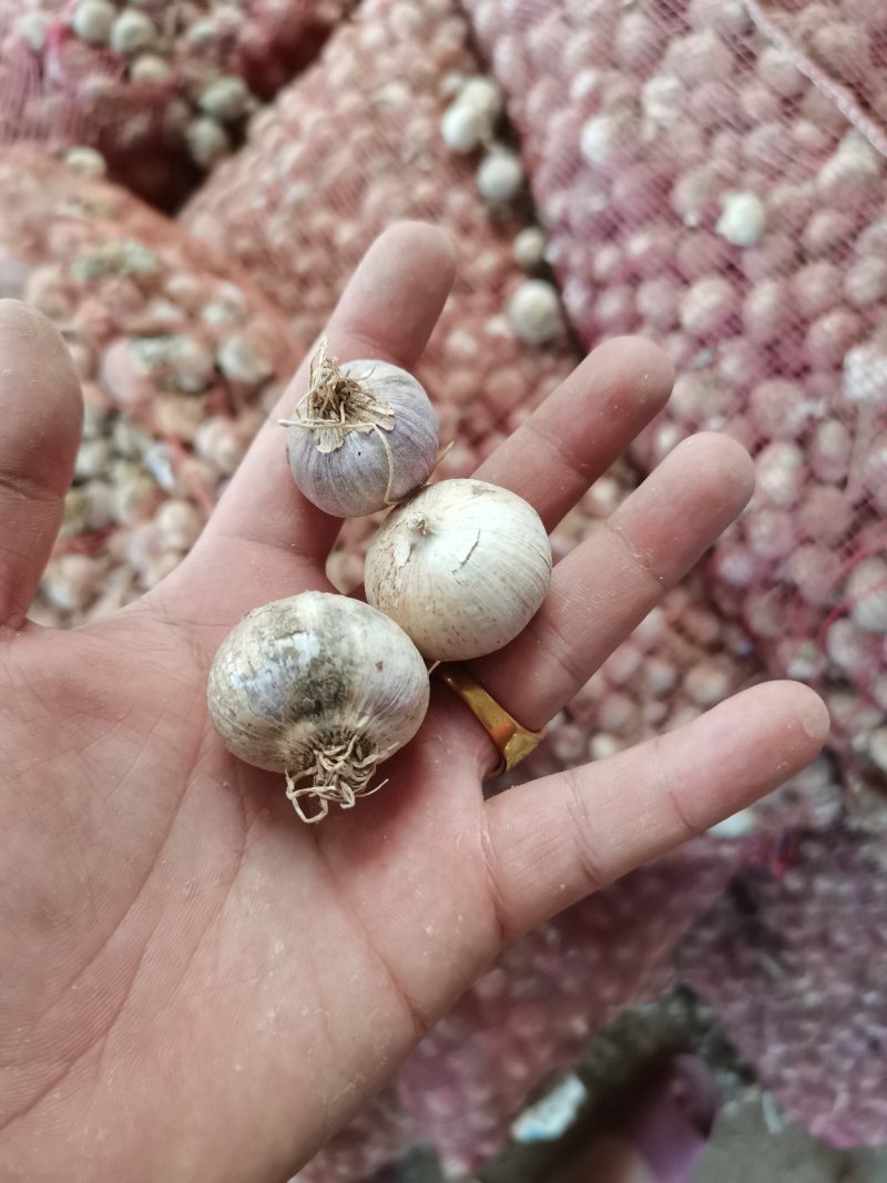 江苏徐州丰县精品川蒜种大量上市货源充足产地直发