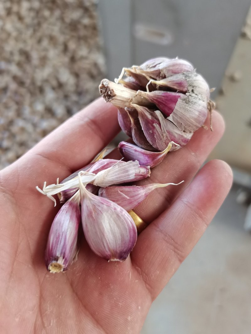 江苏徐州丰县精品川蒜种大量上市货源充足产地直发
