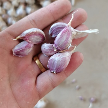 江苏徐州丰县精品川蒜种大量上市货源充足产地直发
