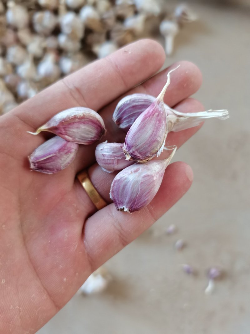 江苏徐州丰县精品川蒜种大量上市货源充足产地直发