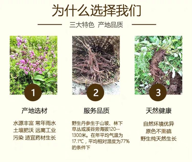 甘肃野生丹参多年生长含量高批发大野生丹参条