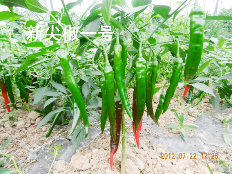 川椒种业四川辣椒种子新尖椒1号薄皮
