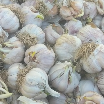 独头蒜，鲜瓣蒜6月即将大量上市