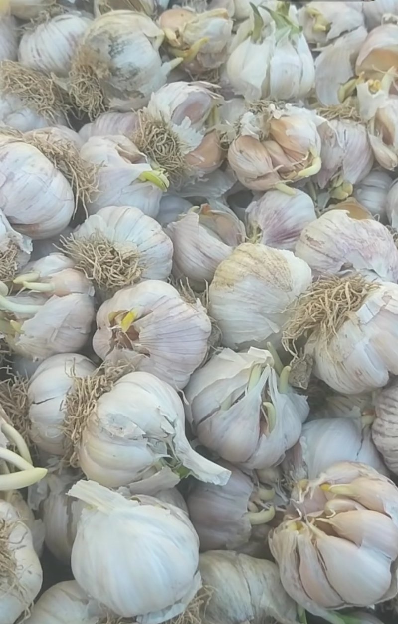 独头蒜，鲜瓣蒜6月即将大量上市