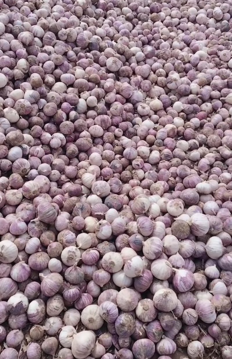 独头蒜，鲜瓣蒜6月即将大量上市