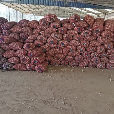 江苏徐州精品川蒜种种蒜个个精品产地直发
