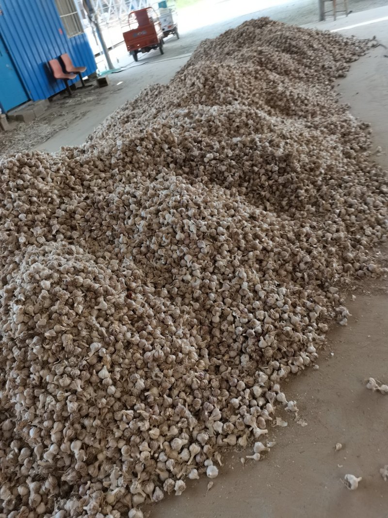 江苏徐州精品川蒜种种蒜个个精品产地直发