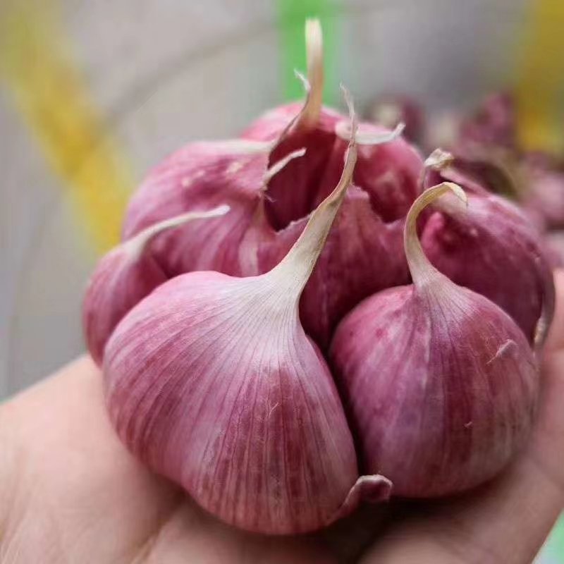 江苏徐州精品杂交蒜大蒜多种规格供应欢迎咨询