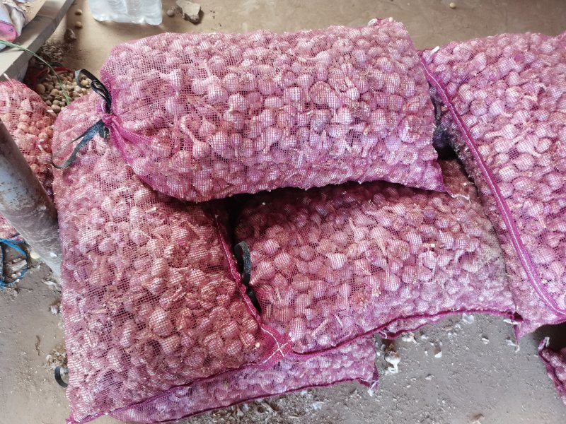 江苏徐州精品杂交蒜大蒜多种规格供应欢迎咨询