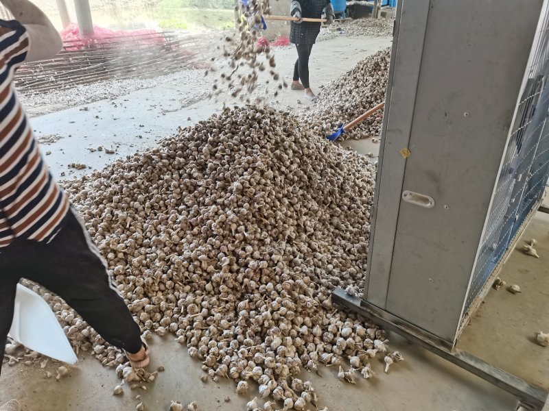 江苏徐州精品杂交蒜大蒜多种规格供应欢迎咨询