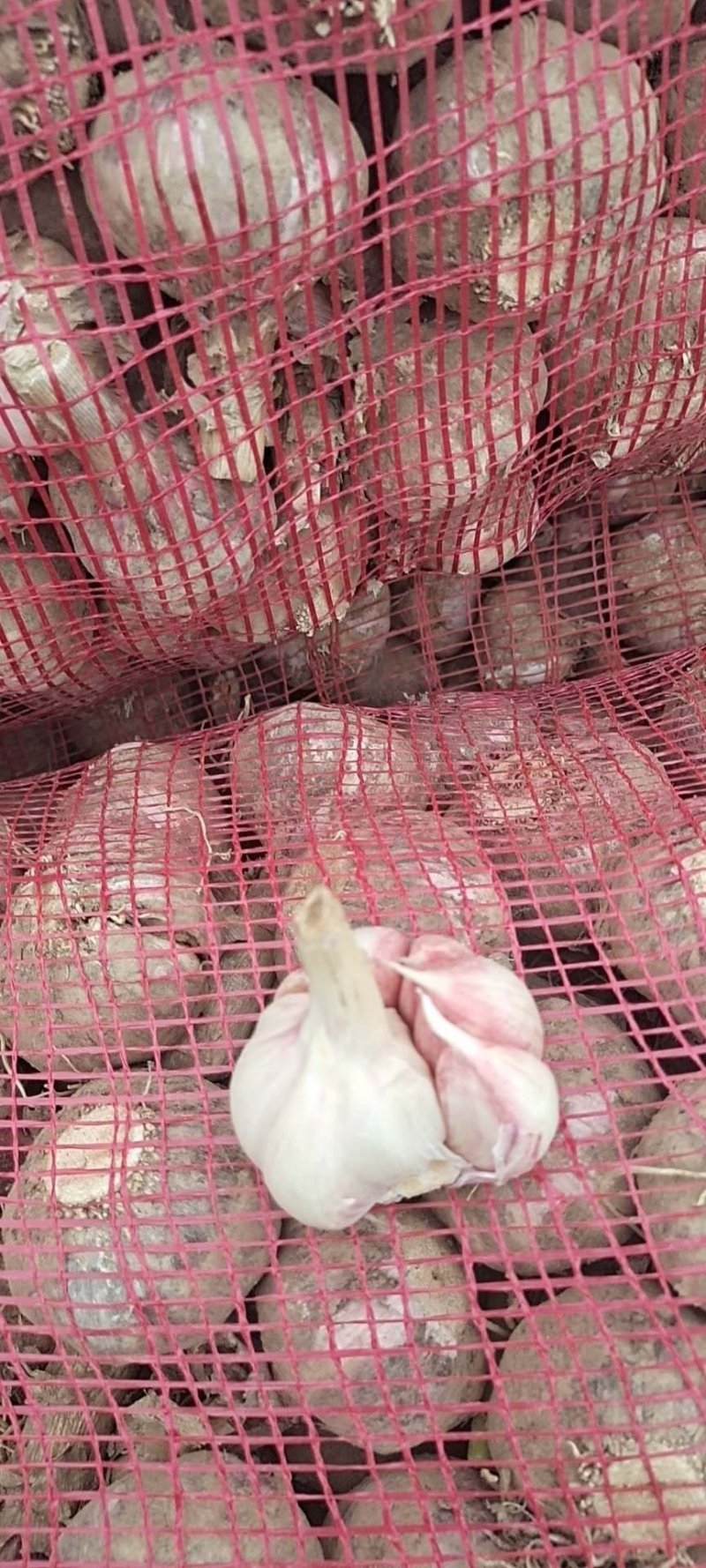 江苏徐州精品杂交蒜大蒜多种规格供应欢迎咨询