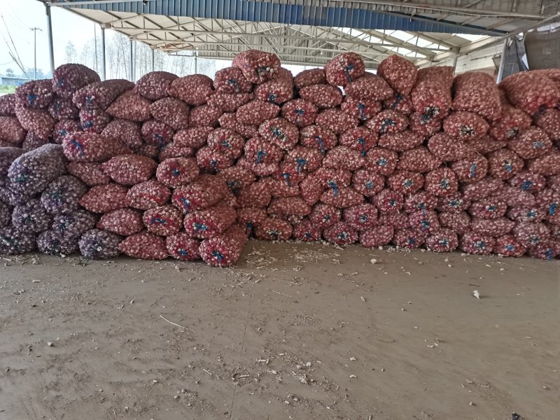 江苏省徐州精品川蒜瓣1级产地直供量大优先