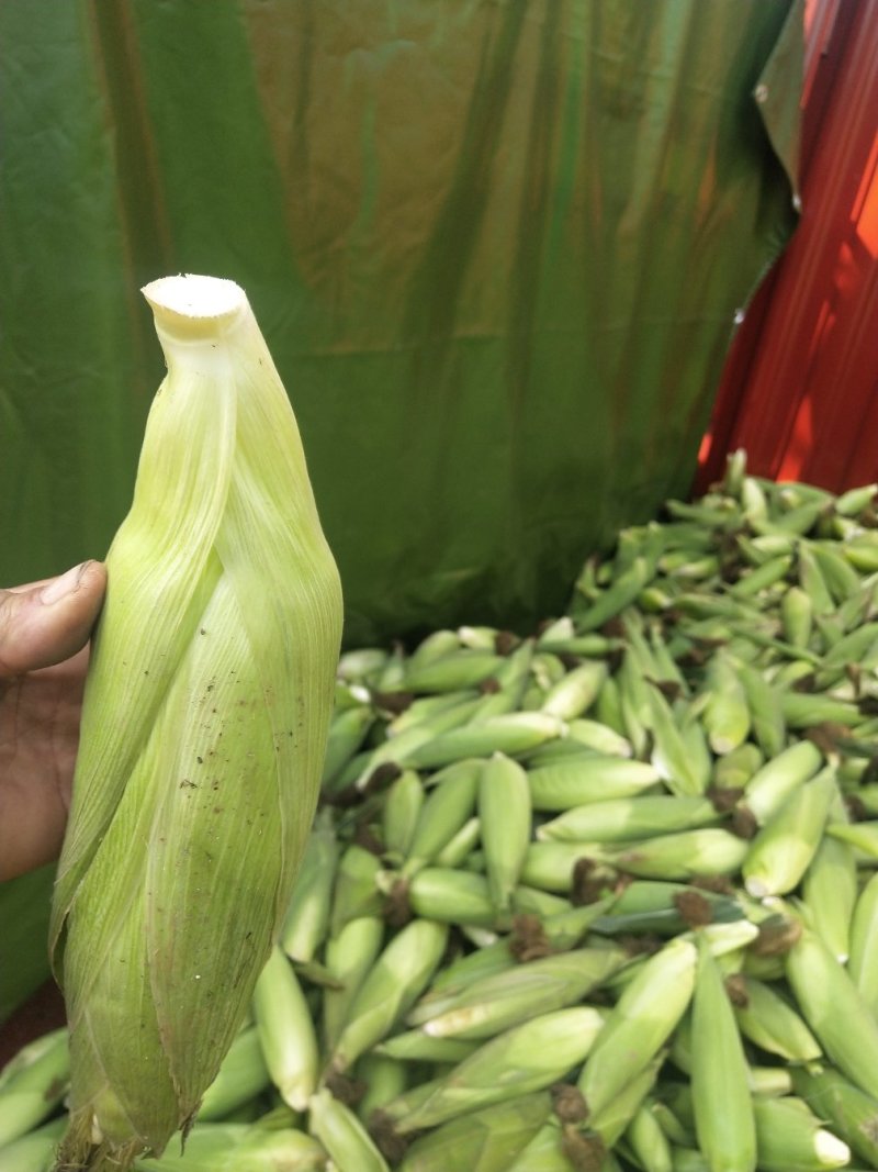 花甜，又甜又糯口感好，纯绿色食品放心食用，是城市农村的福