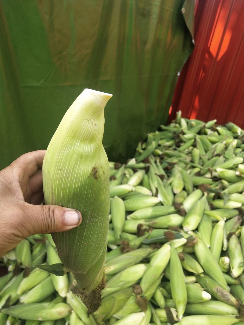 花甜，又甜又糯口感好，纯绿色食品放心食用，是城市农村的福