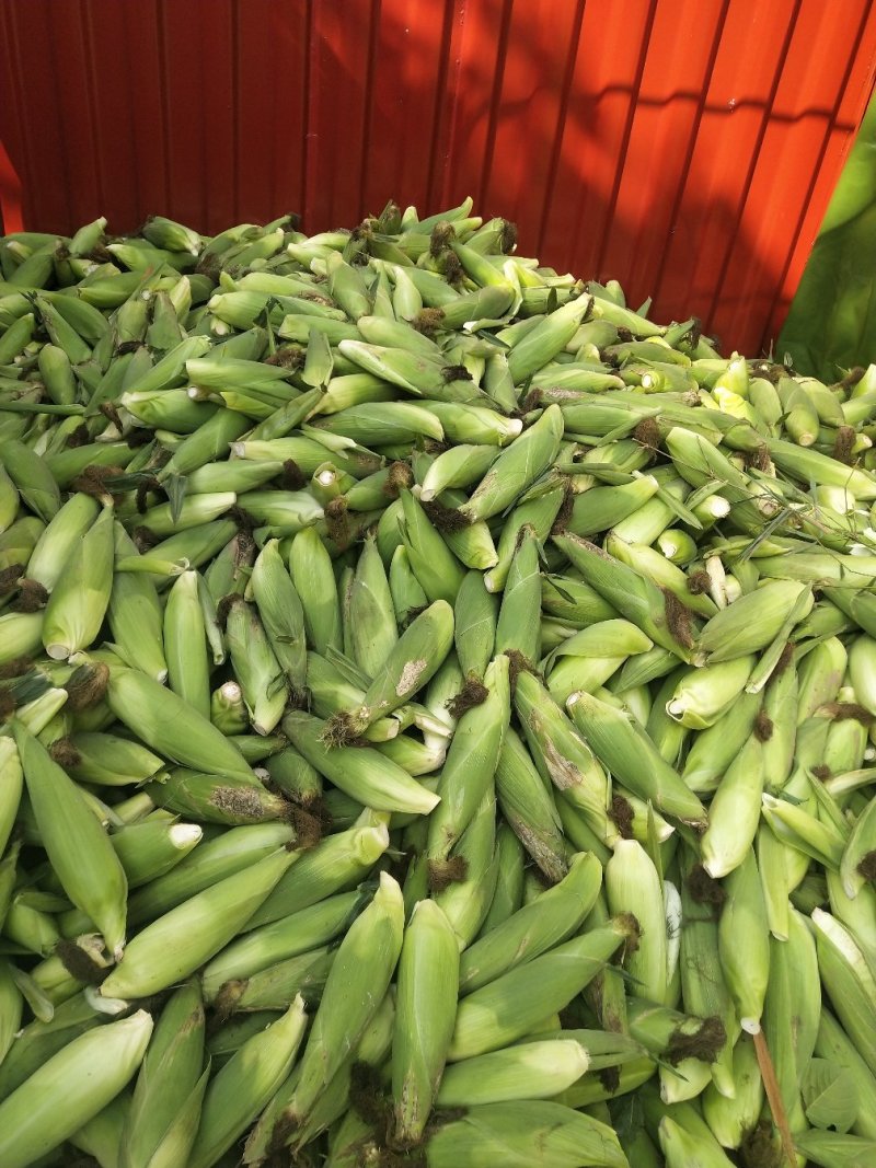 花甜，又甜又糯口感好，纯绿色食品放心食用，是城市农村的福