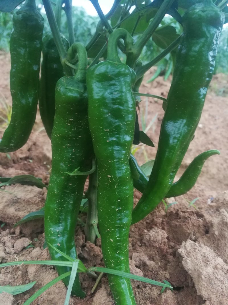 尖椒青椒