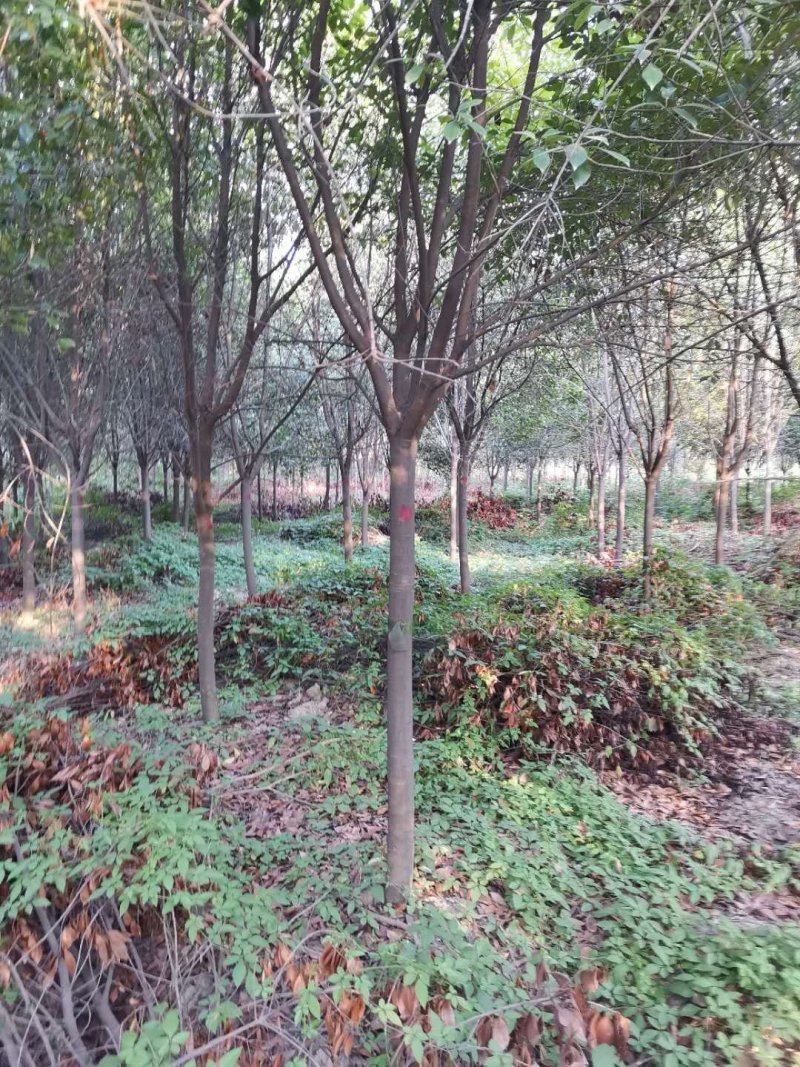 红叶石楠高杆