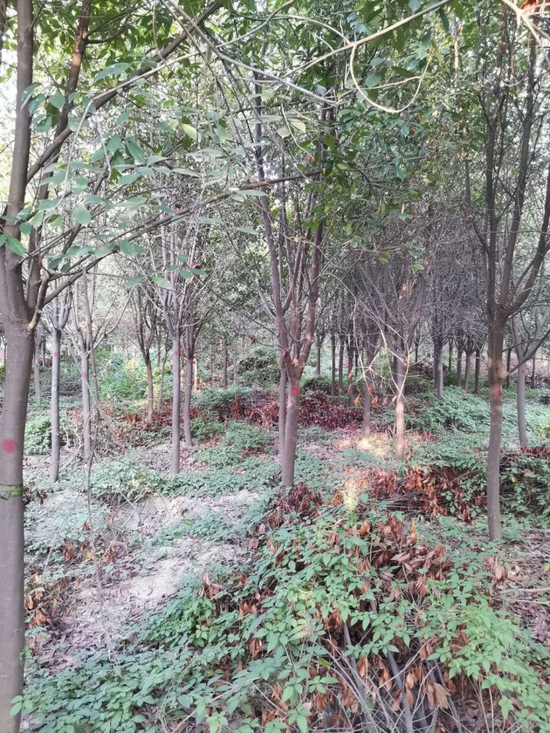 红叶石楠高杆