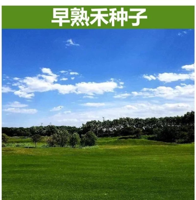 进口早熟禾草坪种子午夜庭院厂区公园绿化草籽草种子耐寒四季