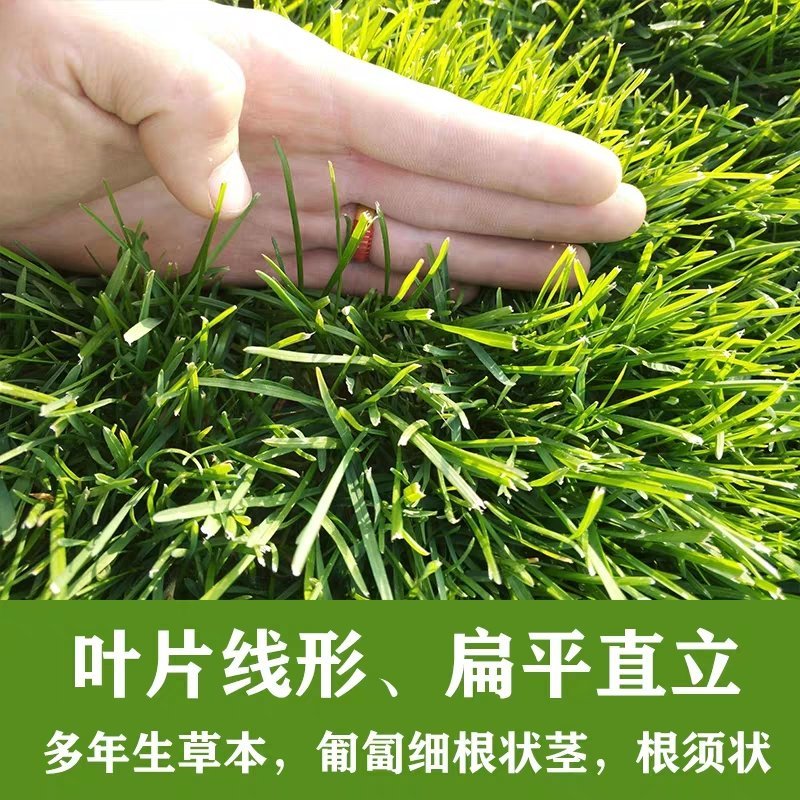 进口早熟禾草坪种子午夜庭院厂区公园绿化草籽草种子耐寒四季