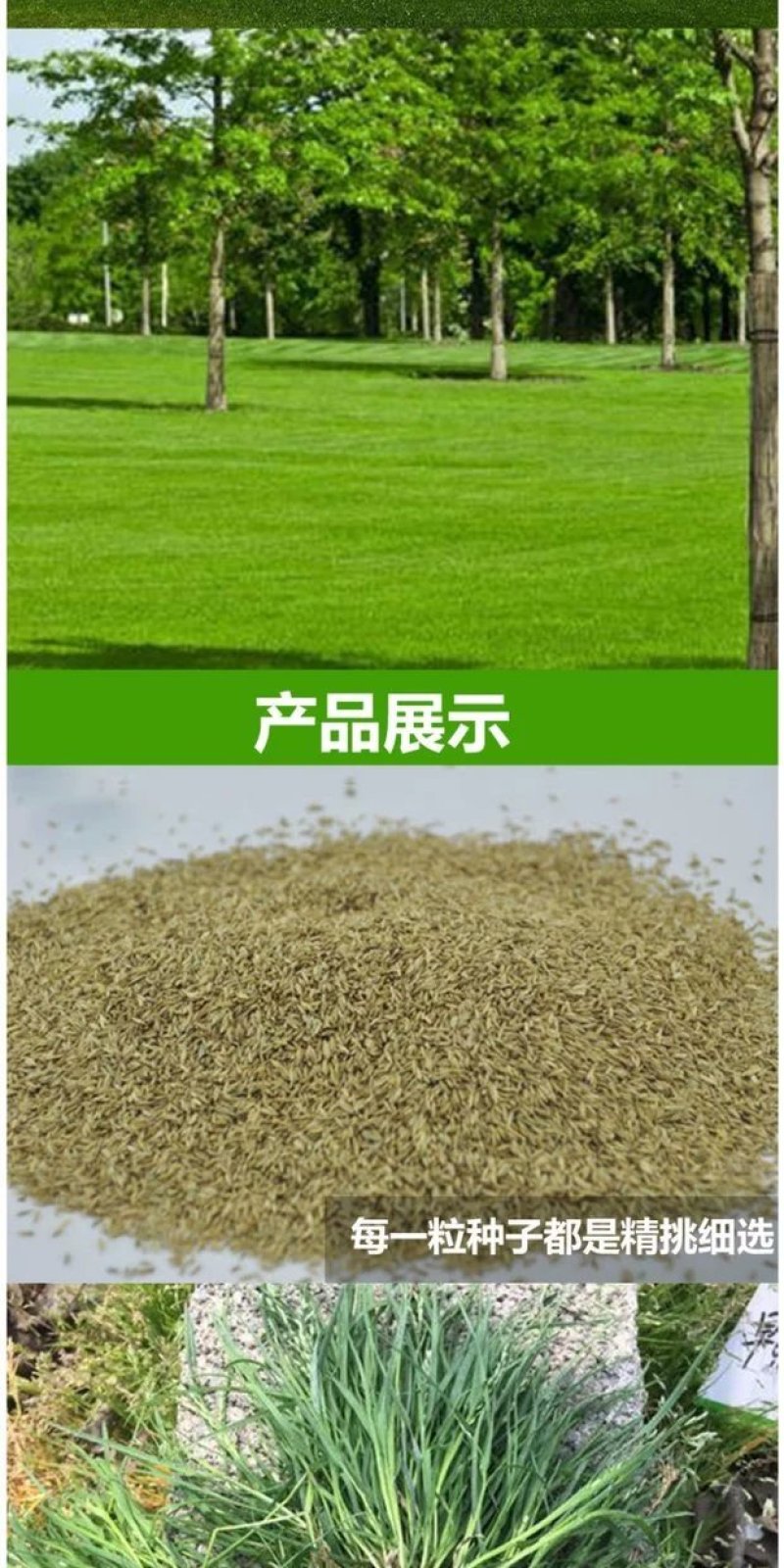 进口早熟禾草坪种子午夜庭院厂区公园绿化草籽草种子耐寒四季