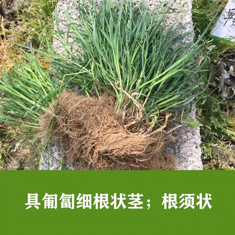 进口早熟禾草坪种子午夜庭院厂区公园绿化草籽草种子耐寒四季