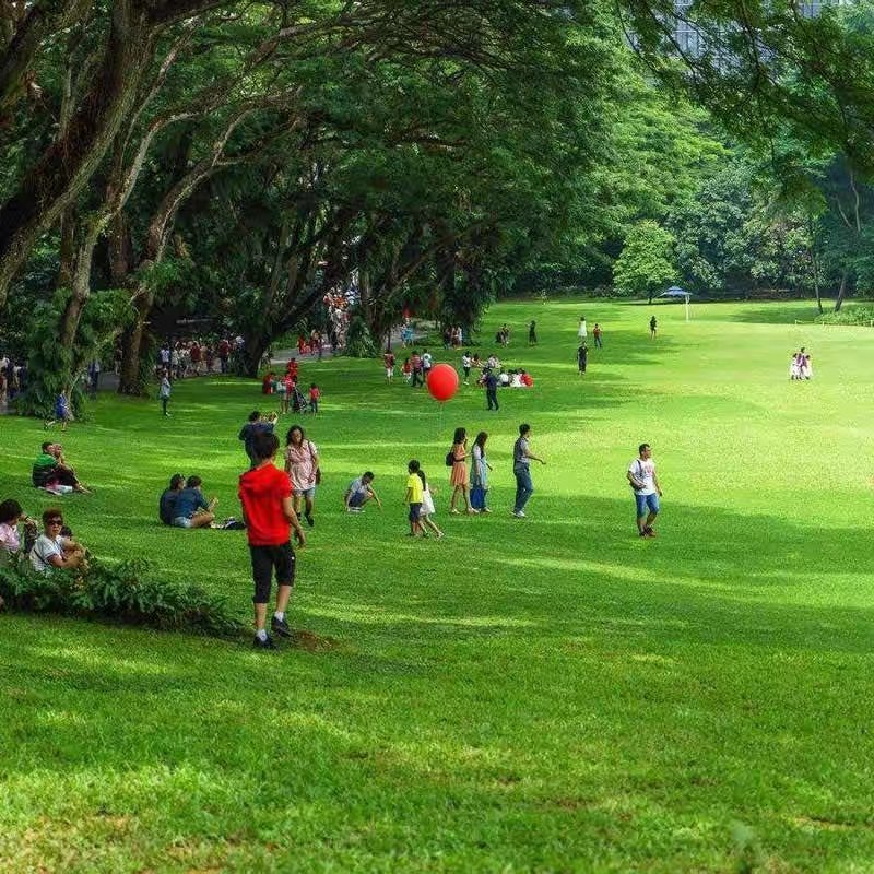 进口早熟禾草坪种子午夜庭院厂区公园绿化草籽草种子耐寒四季