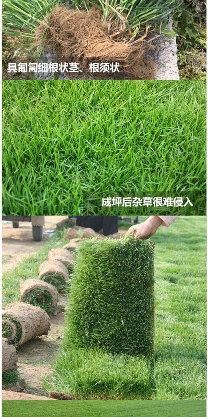 进口早熟禾草坪种子午夜庭院厂区公园绿化草籽草种子耐寒四季