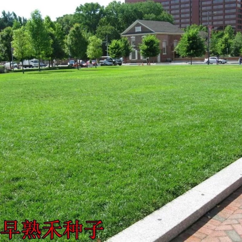 进口早熟禾草坪种子午夜庭院厂区公园绿化草籽草种子耐寒四季