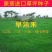 进口早熟禾草坪种子午夜庭院厂区公园绿化草籽草种子耐寒四季