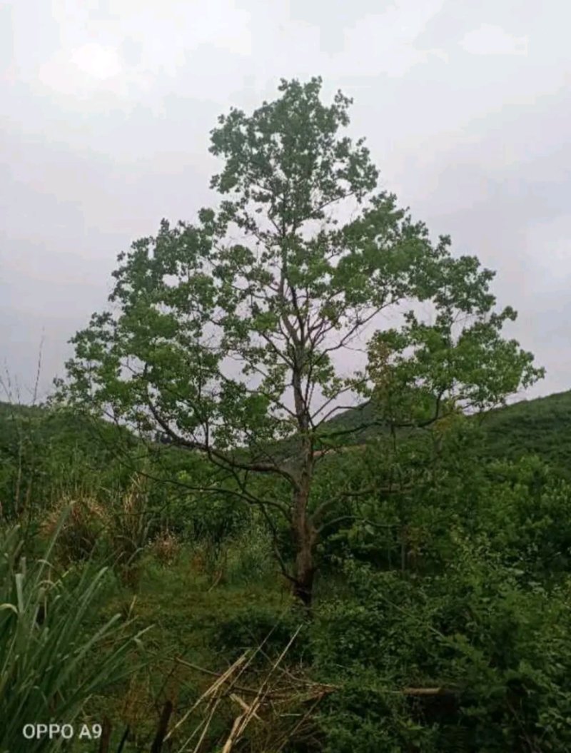 原生乌桕丛生单杆