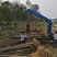 光杆带土球，裸根栾树10-20大量现货