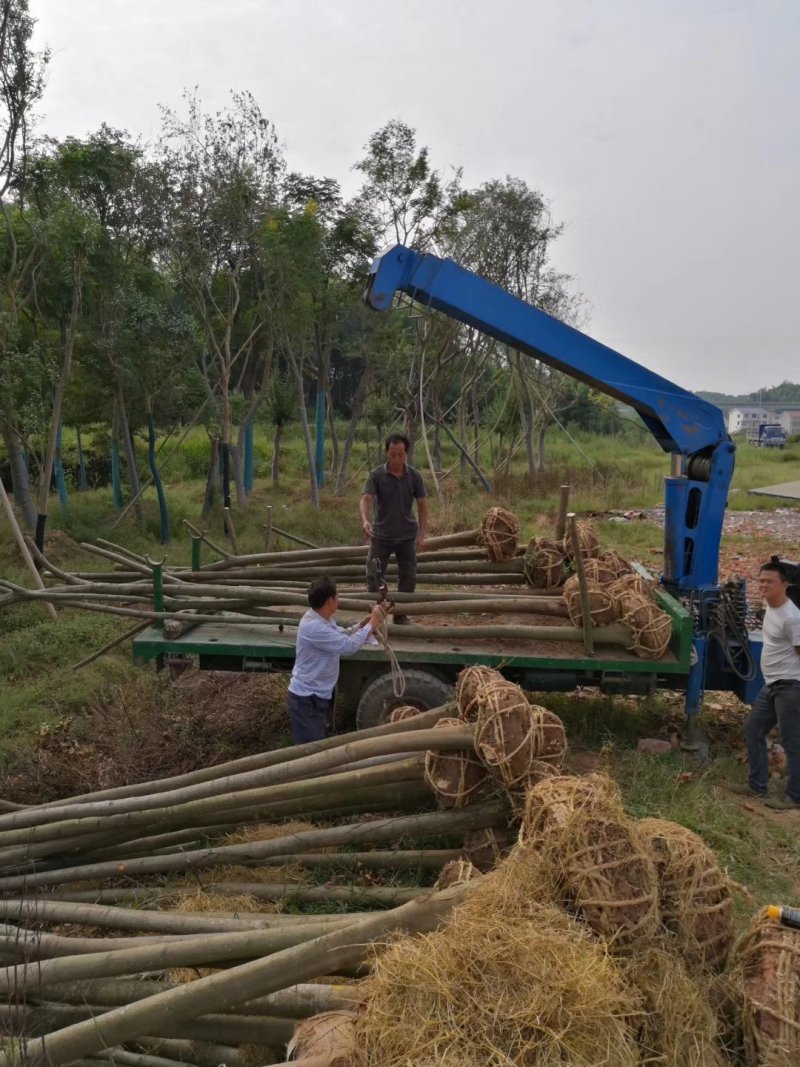 光杆带土球，裸根栾树10-20大量现货